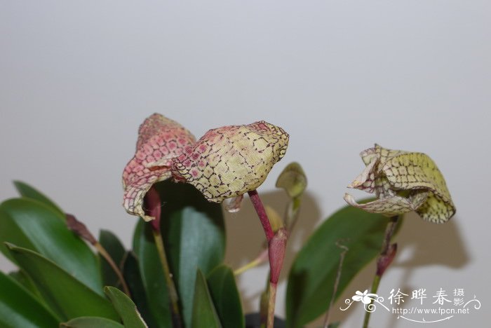 杂交石豆兰Bulbophyllum sp. x arfakianum