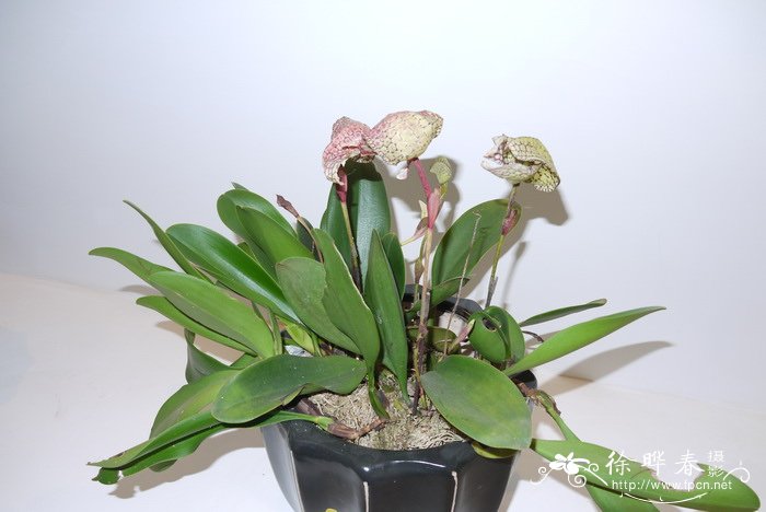 杂交石豆兰Bulbophyllum sp. x arfakianum