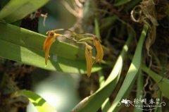 带叶卷瓣兰 Bulbophyllum taeniophyllum