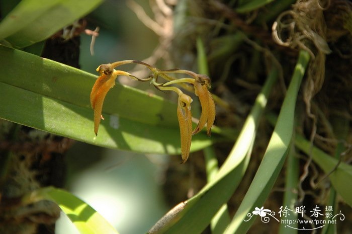带叶卷瓣兰 Bulbophyllum taeniophyllum 带叶卷瓣兰 Bulbophyllum taeniophyllum