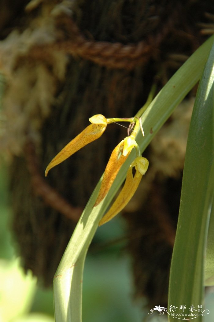 带叶卷瓣兰 Bulbophyllum taeniophyllum