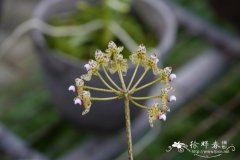 等萼石豆兰 Bulbophyllum violaceolabellum