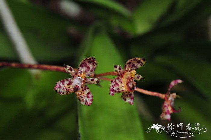 等萼石豆兰 Bulbophyllum violaceolabellum