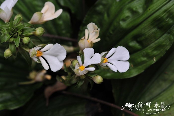 泽泻虾脊兰Calanthe alismaefolia