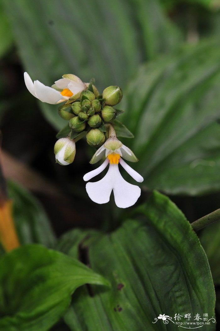 泽泻虾脊兰Calanthe alismaefolia