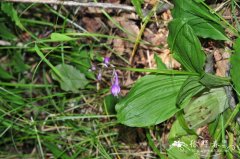 流苏虾脊兰 Calanthe alpina