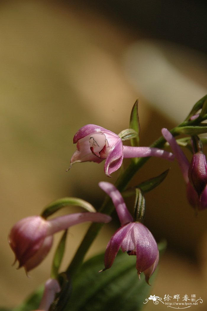 流苏虾脊兰 Calanthe alpina