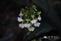 银带虾脊兰Calanthe argenteo-striata