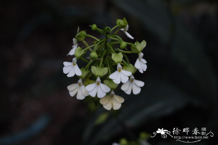 银带虾脊兰Calanthe argenteo-striata