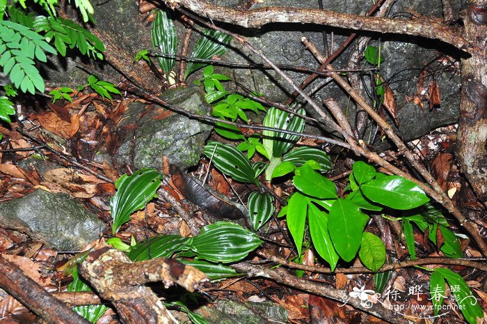 银带虾脊兰Calanthe argenteo-striata