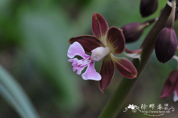 虾脊兰 Calanthe discolor