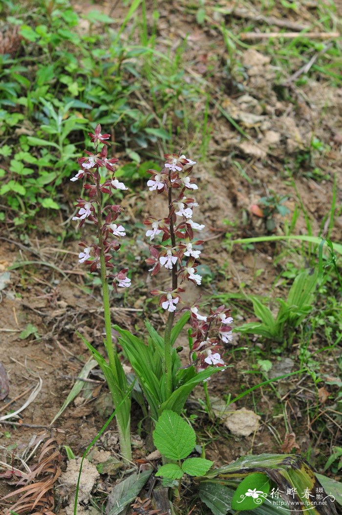 虾脊兰 Calanthe discolor 虾脊兰 Calanthe discolor