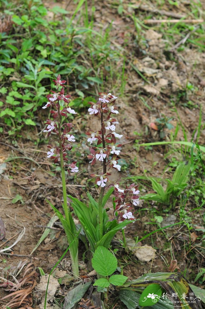 虾脊兰 Calanthe discolor