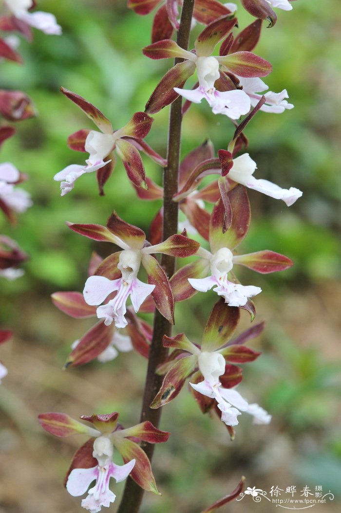 虾脊兰 Calanthe discolor