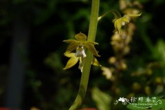 钩距虾脊兰Calanthe graciliflora