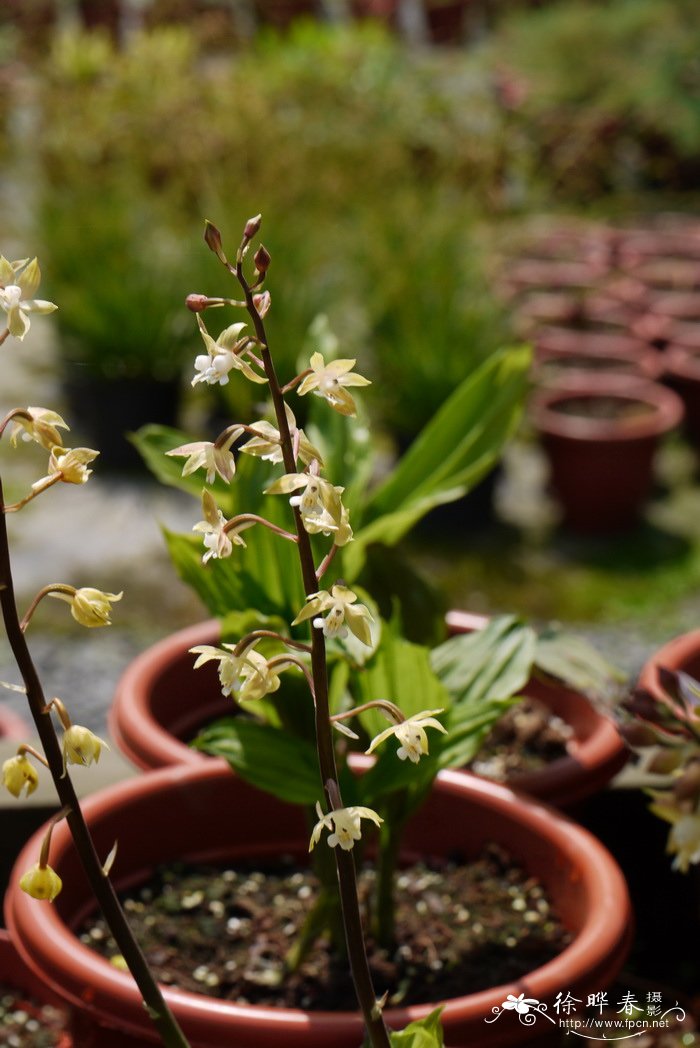 钩距虾脊兰Calanthe graciliflora