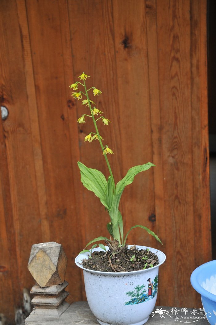 通麦虾脊兰Calanthe griffithii