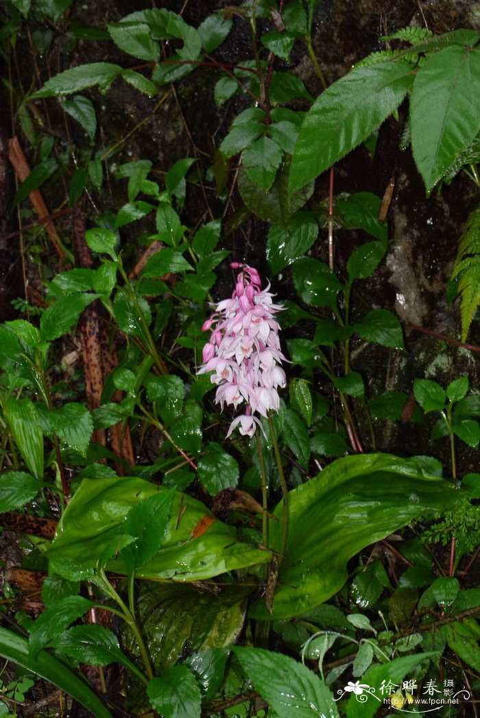 乐昌虾脊兰Calanthe lechangensis