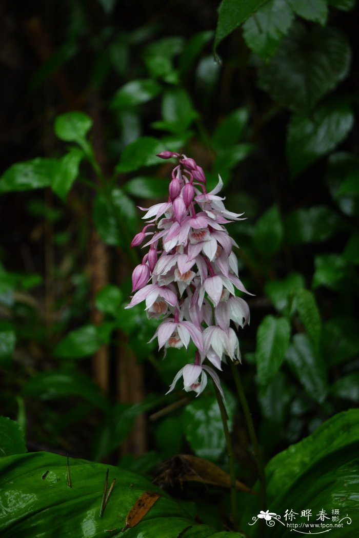 乐昌虾脊兰Calanthe lechangensis