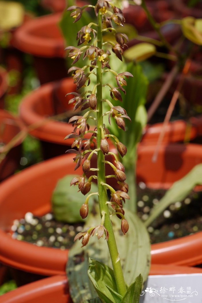 细花虾脊兰Calanthe mannii