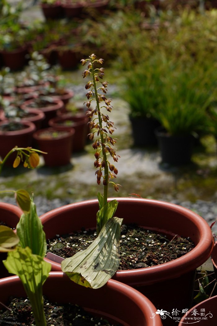 细花虾脊兰Calanthe mannii