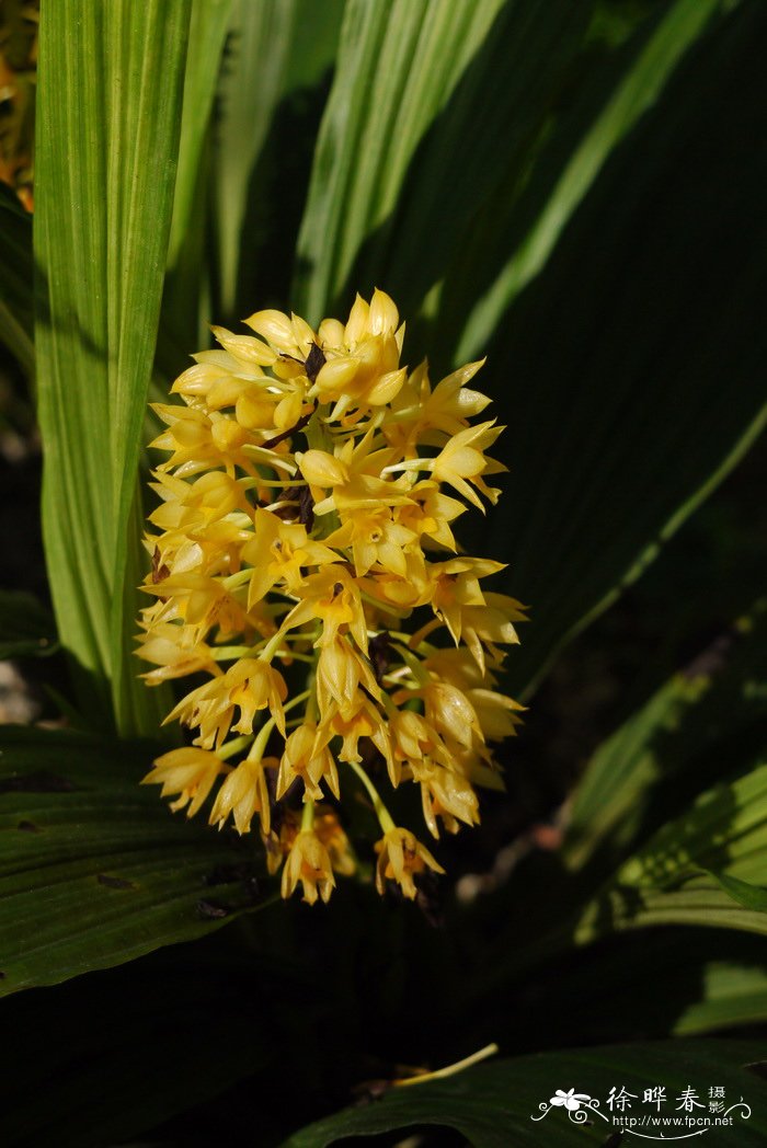 二列叶虾脊兰Calanthe speciosa 二列叶虾脊兰Calanthe speciosa
