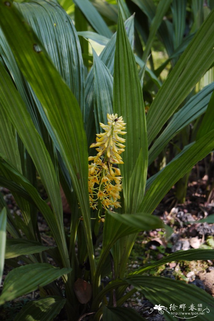 二列叶虾脊兰Calanthe speciosa