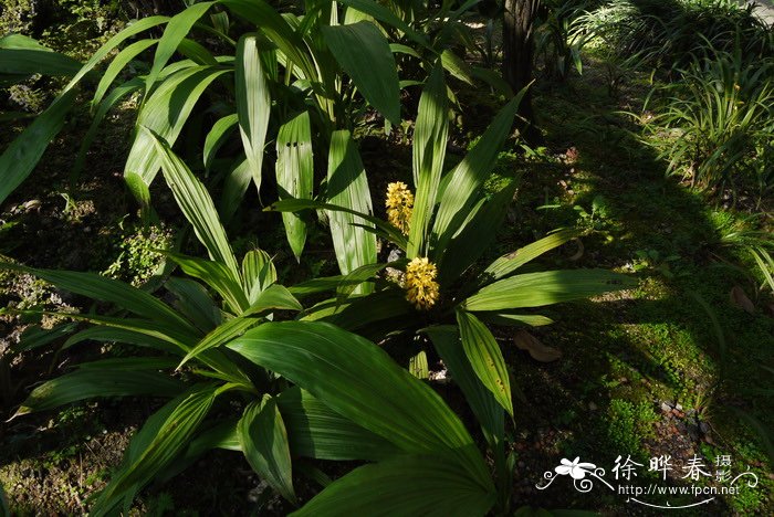 二列叶虾脊兰Calanthe speciosa