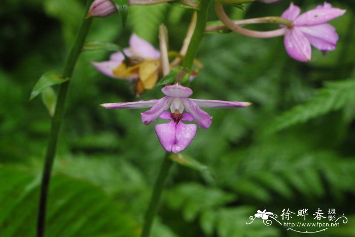 长距虾瘠兰Calanthe sylvatica