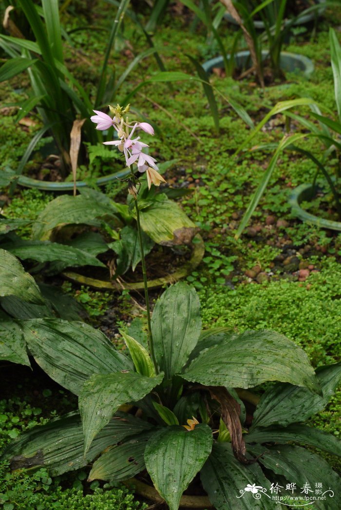 长距虾瘠兰Calanthe sylvatica 长距虾瘠兰Calanthe sylvatica
