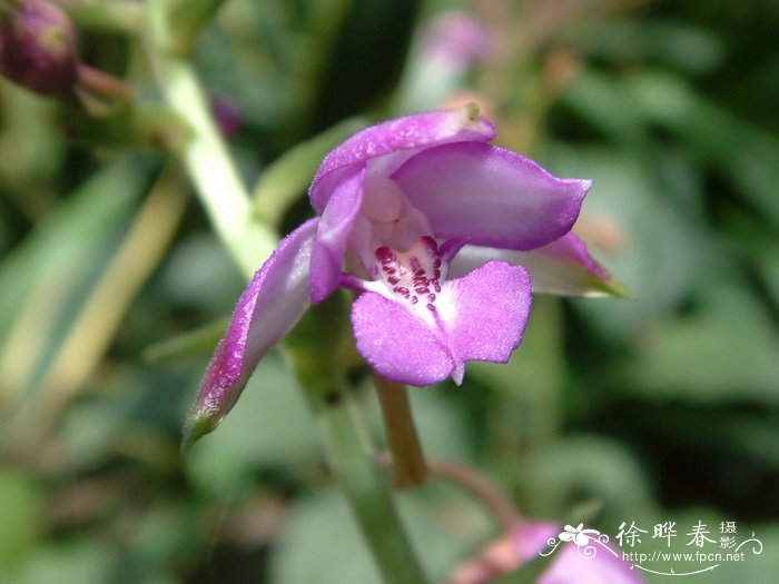 长距虾瘠兰Calanthe sylvatica