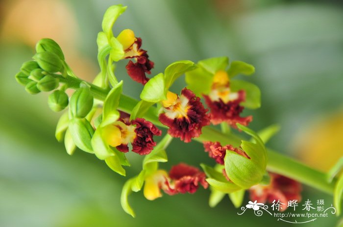 三棱虾脊兰 Calanthe tricarinata 三棱虾脊兰 Calanthe tricarinata