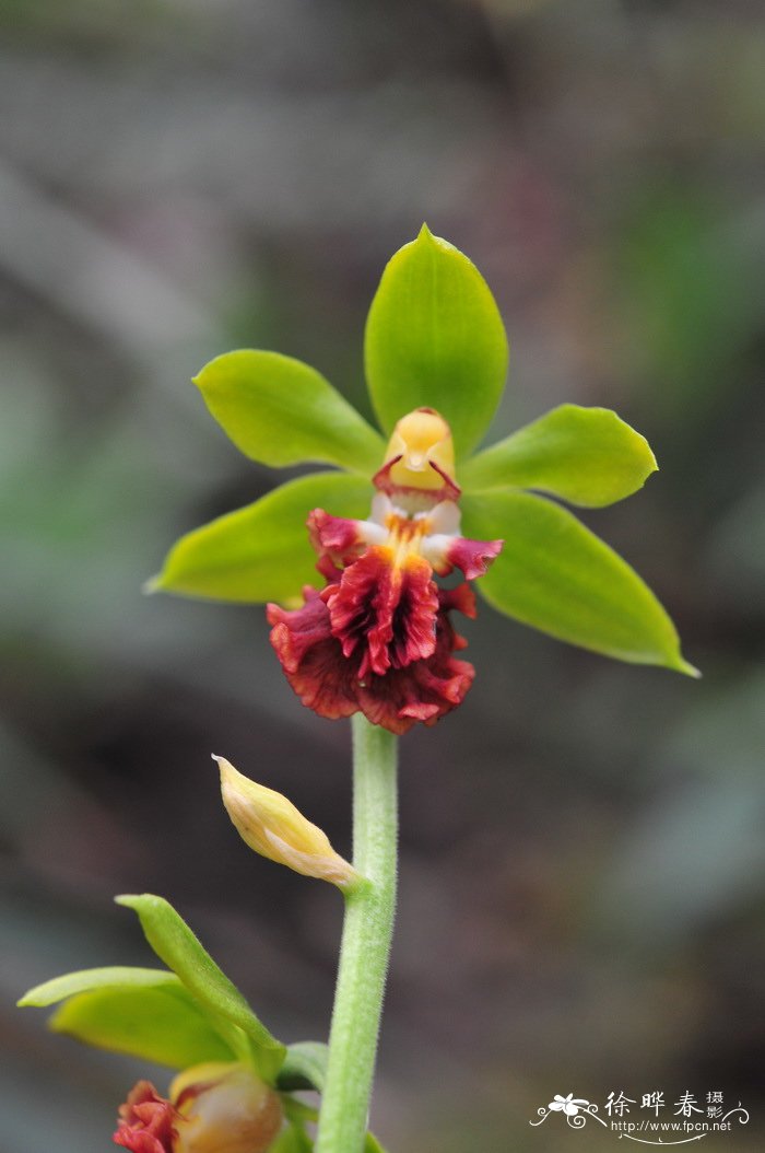 三棱虾脊兰 Calanthe tricarinata 三棱虾脊兰 Calanthe tricarinata