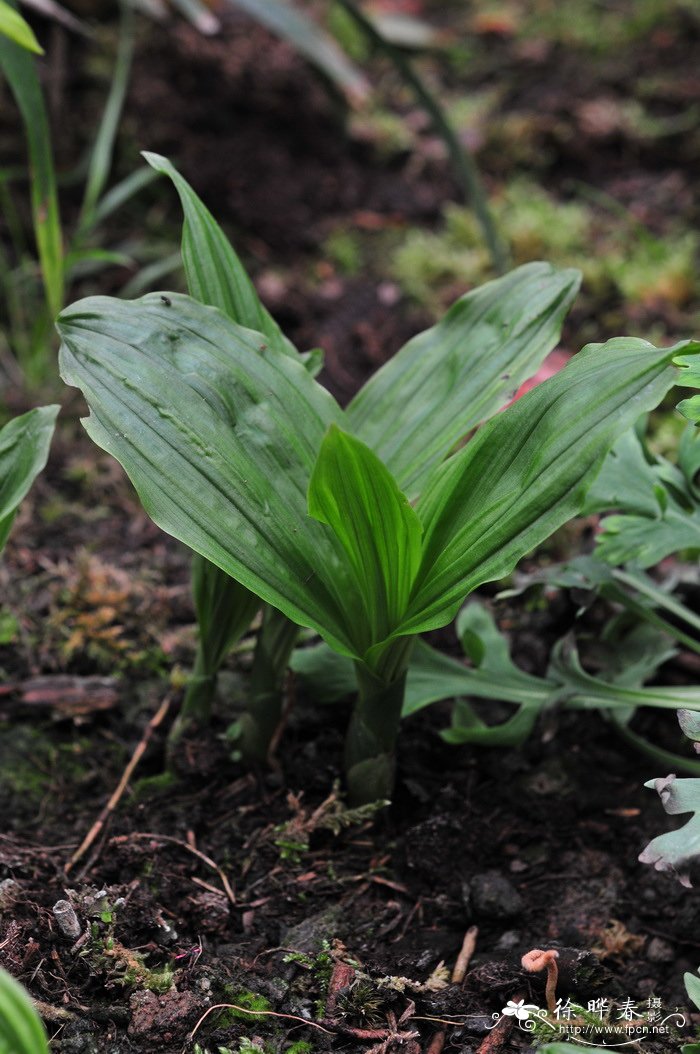 三棱虾脊兰 Calanthe tricarinata