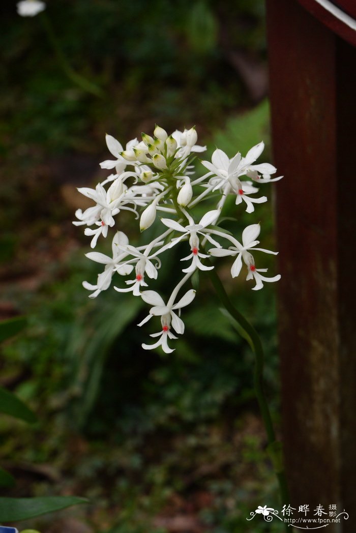 三褶虾脊兰Calanthe triplicata