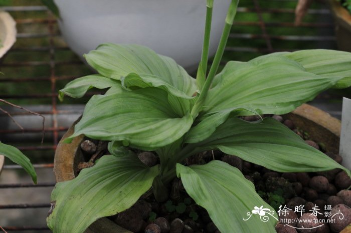 三褶虾脊兰calanthetriplicata