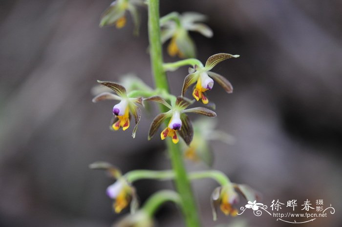 无距虾脊兰Calanthe tsoongiana