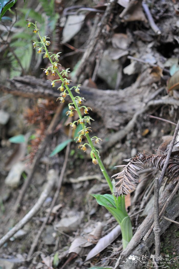 无距虾脊兰Calanthe tsoongiana