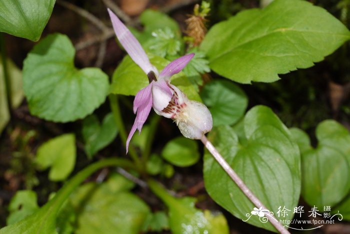 布袋兰Calypso bulbosa 布袋兰Calypso bulbosa