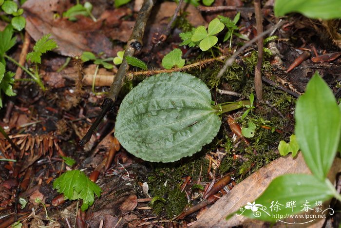 布袋兰Calypso bulbosa