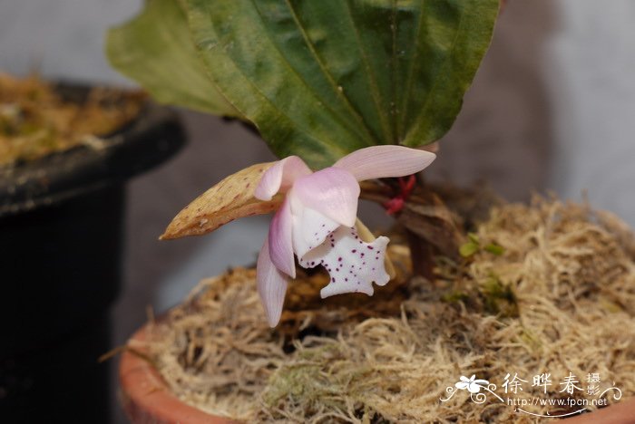 独花兰Changnienia amoena 独花兰Changnienia amoena