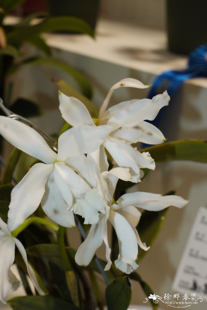 早花卡特兰Cattleya intermedia 早花卡特兰Cattleya intermedia