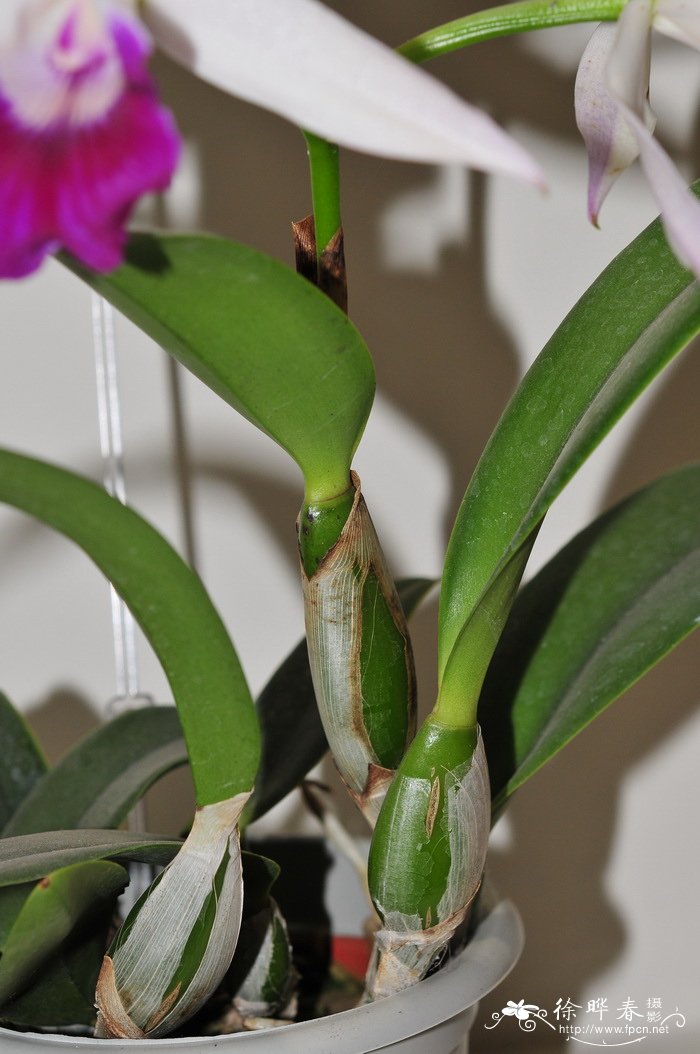 早花卡特兰Cattleya intermedia