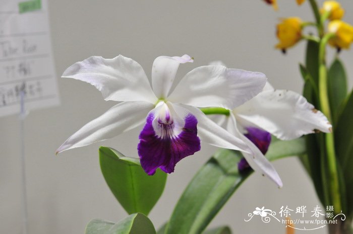 太浩玫瑰卡特兰Cattleya Tahoe Rose