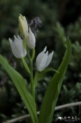 头蕊兰 Cephalanthera longifolia
