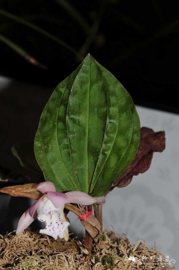 独花兰Changnienia amoena