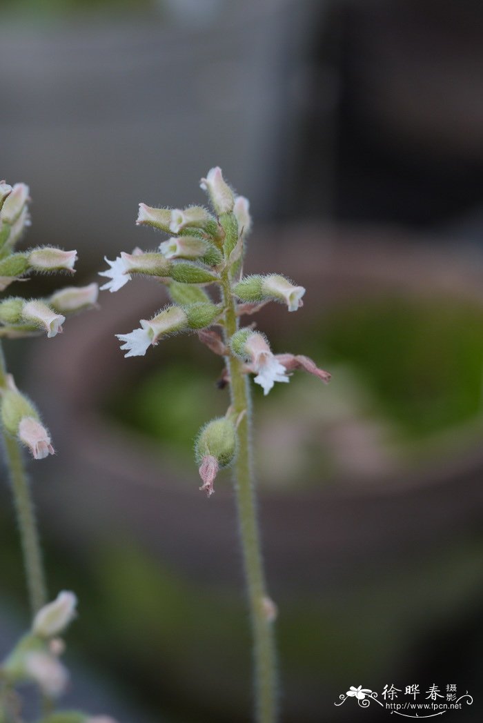 中华叉柱兰Cheirostylis chinensis 中华叉柱兰Cheirostylis chinensis