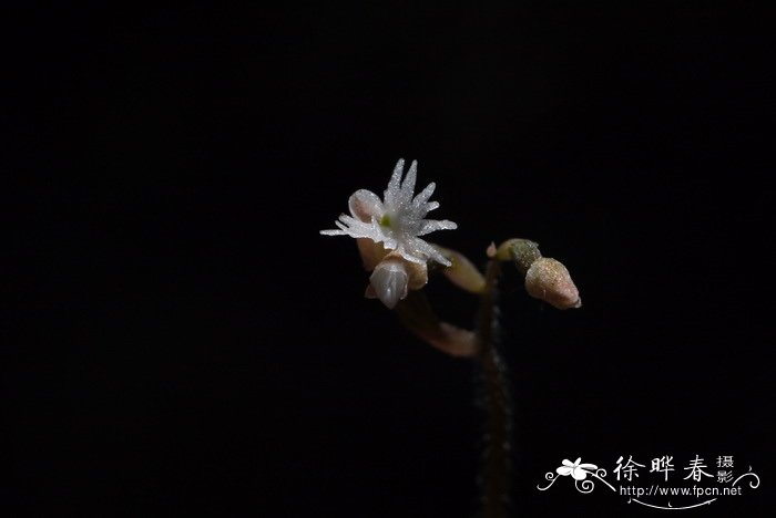 箭药叉柱兰Cheirostylis monteiroi 箭药叉柱兰Cheirostylis monteiroi