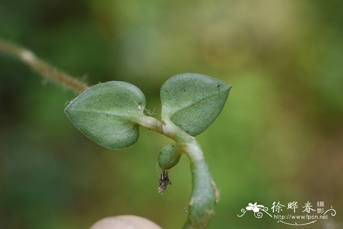 箭药叉柱兰Cheirostylis monteiroi 箭药叉柱兰Cheirostylis monteiroi