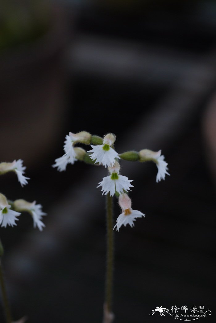 云南叉柱兰 Cheirostylis yunnanensis